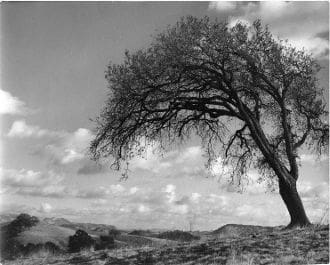 A tree is standing alone in the desert.