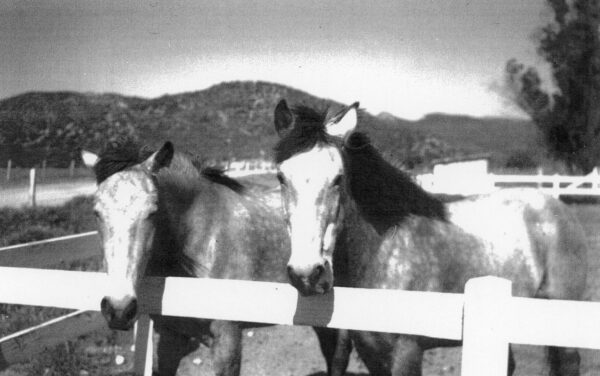 Julius Shulman - Vest Pocket Camera. "Two Horses." Los Angeles, Ca. 1935