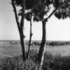 Julius Shulman - 4 POriginal Vintage Prints. "The Early Years, Newport Beach Marina." Newport, Ca. 1938 - Image 4