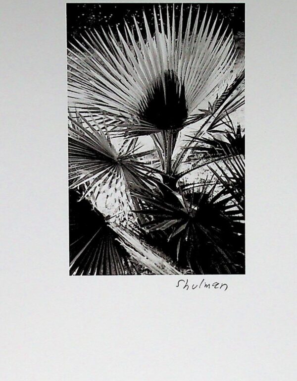 Julius Shulman - Vest Pocket Camera. "The Palm"." Malibu Palm Springs, Ca. 1935