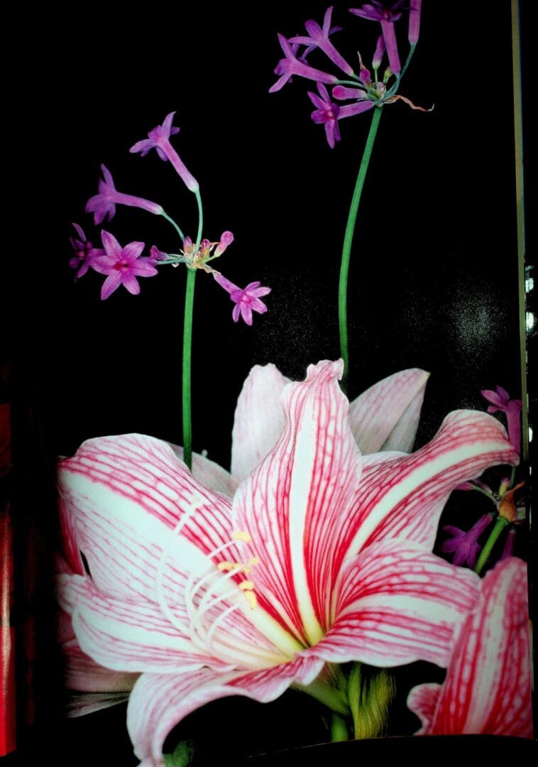 Pink-striped amaryllis with purple flowers